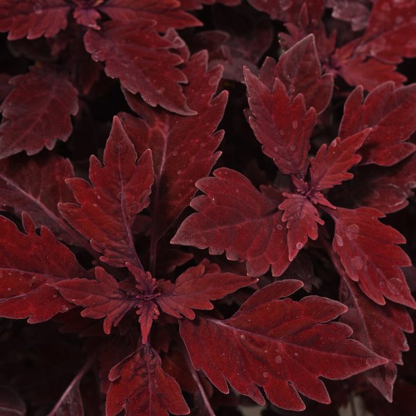 Salsa Roja FlameThrower Coleus