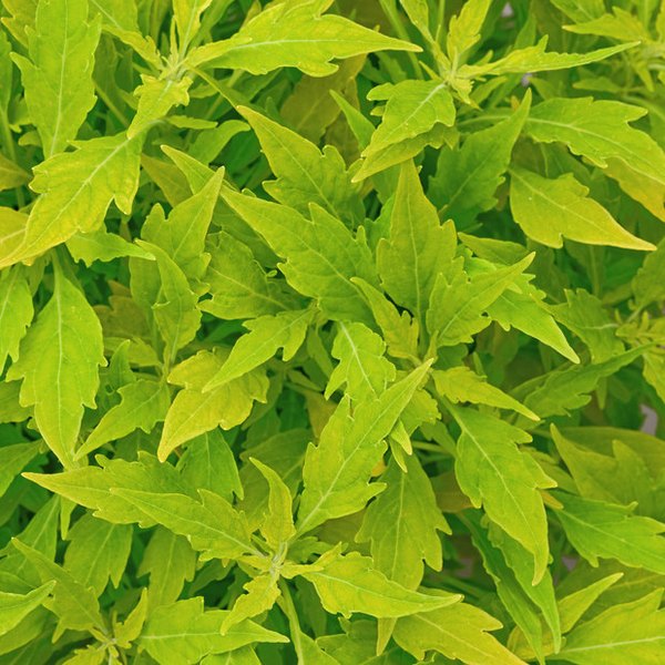 Salsa Verde FlameThrower Coleus