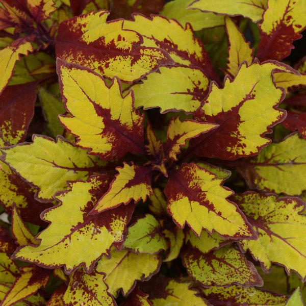 Spiced Curry FlameThrower Coleus