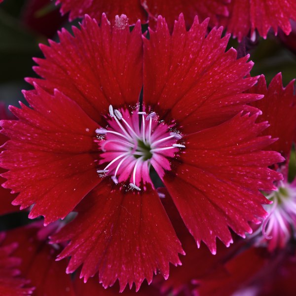 Floral Lace Dianthus