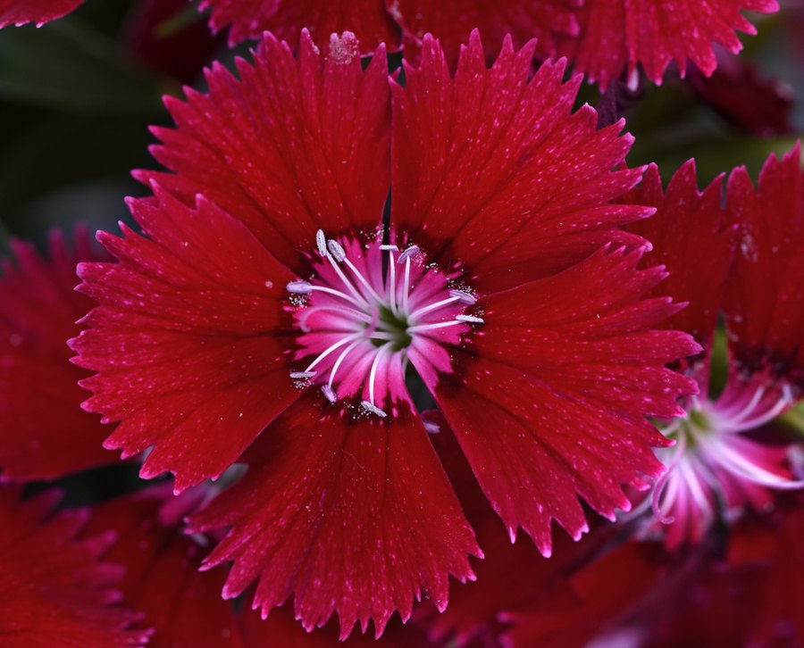 Floral Lace Dianthus