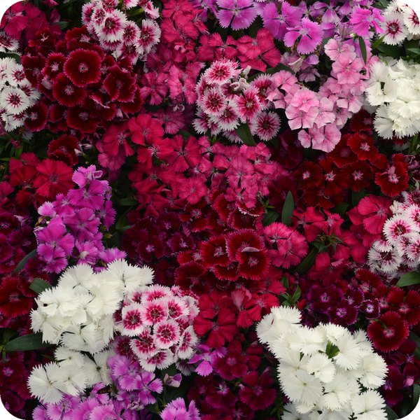Mix Floral Lace Dianthus