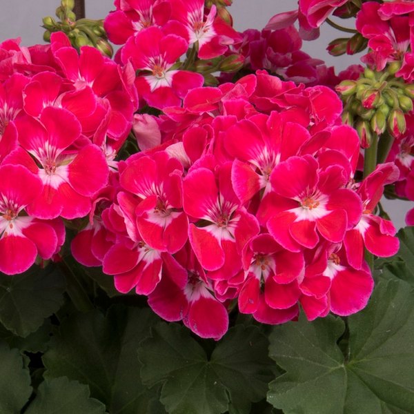Cerise Sizzle Savannah Geraniums