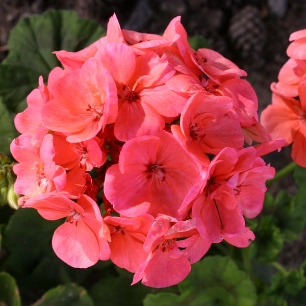 Coral Savannah Geraniums