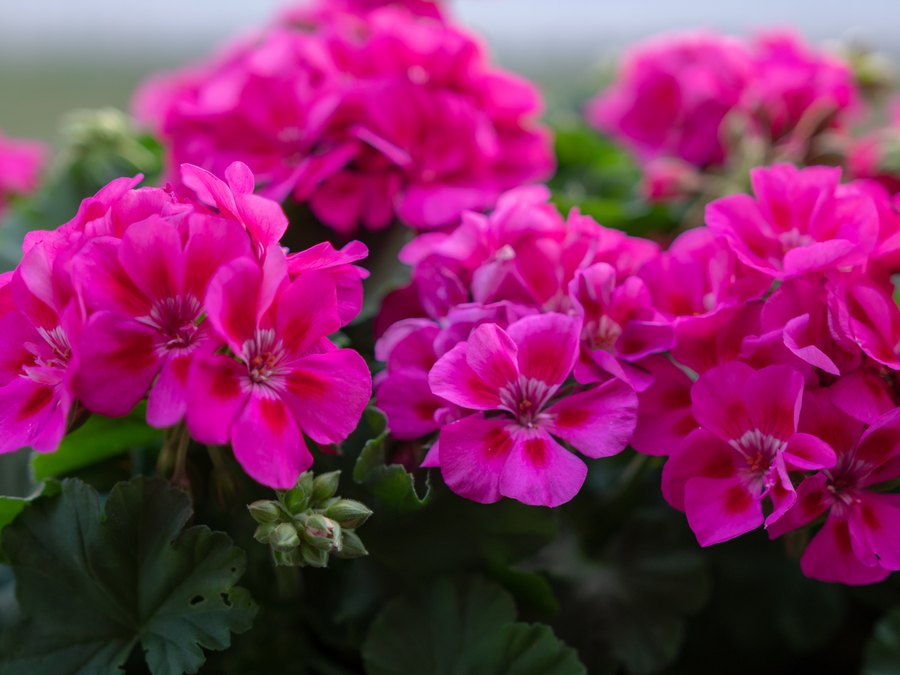 Savannah Geraniums
