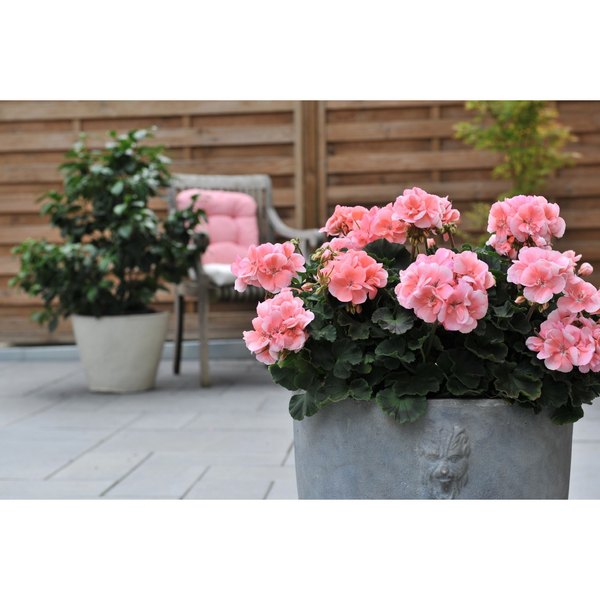 Light Salmon Savannah Geraniums