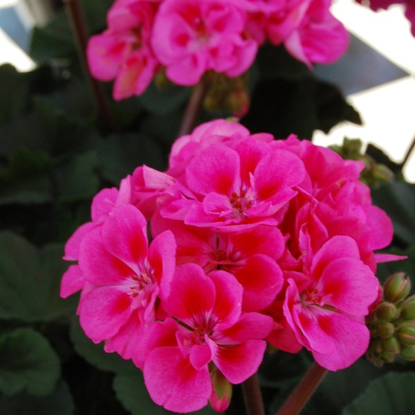 Pink Savannah Geraniums