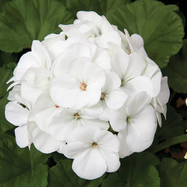 White Savannah Geraniums