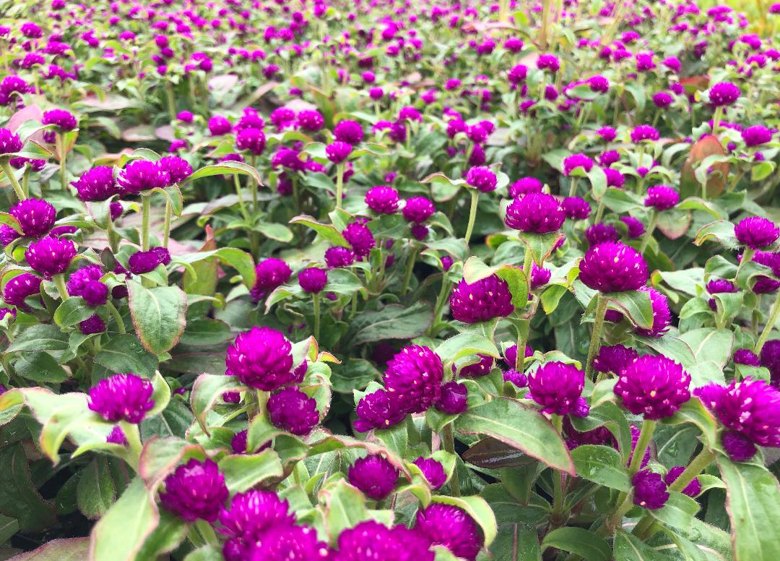 Gomphrena and Melampodium