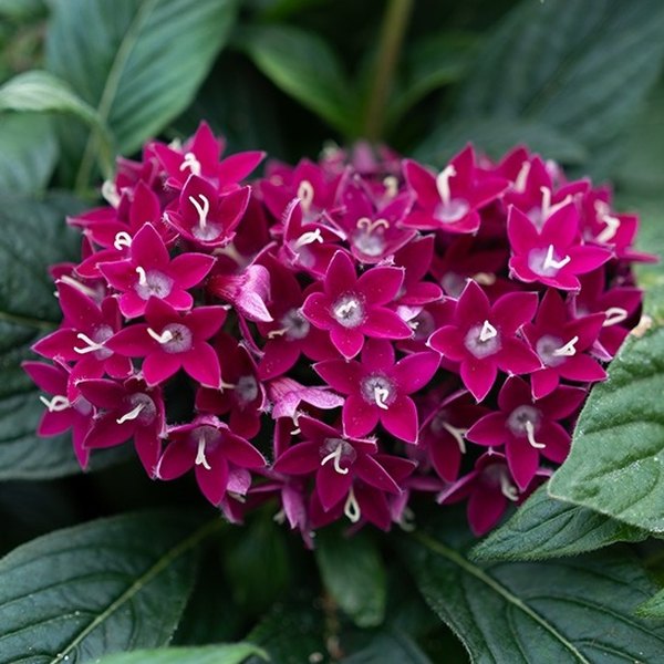 Neon Plum Graffiti 20/20 Pentas