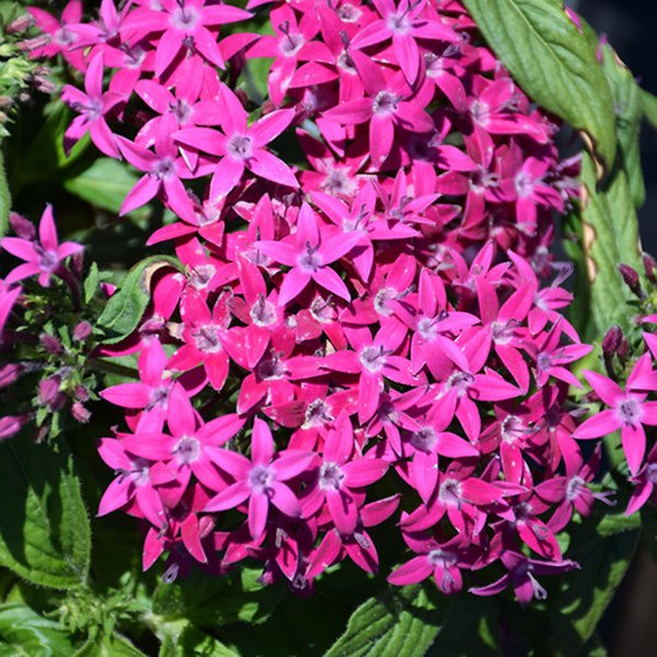 Ultra Violet Graffiti 20/20 Pentas