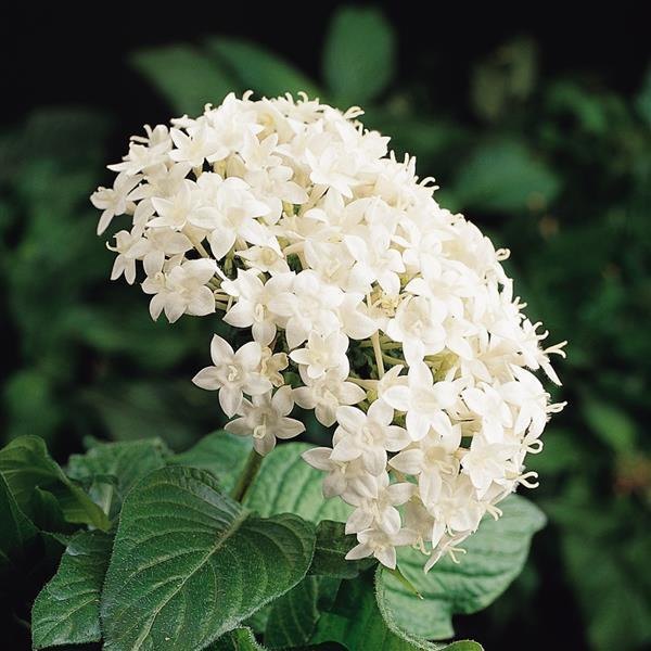 White Graffiti 20/20 Pentas
