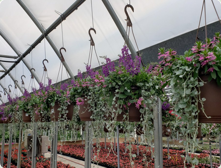 Hanging Baskets