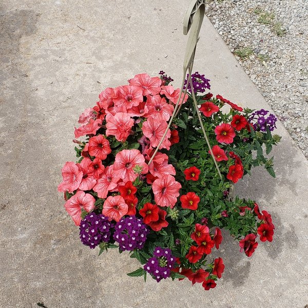 Mixed Sun Basket Hanging Baskets