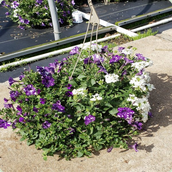 Petunia Mix Hanging Baskets