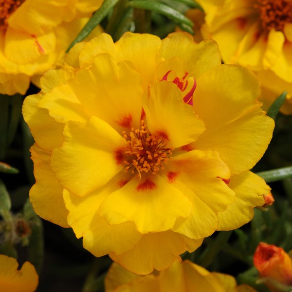 Happy Hour Portulaca