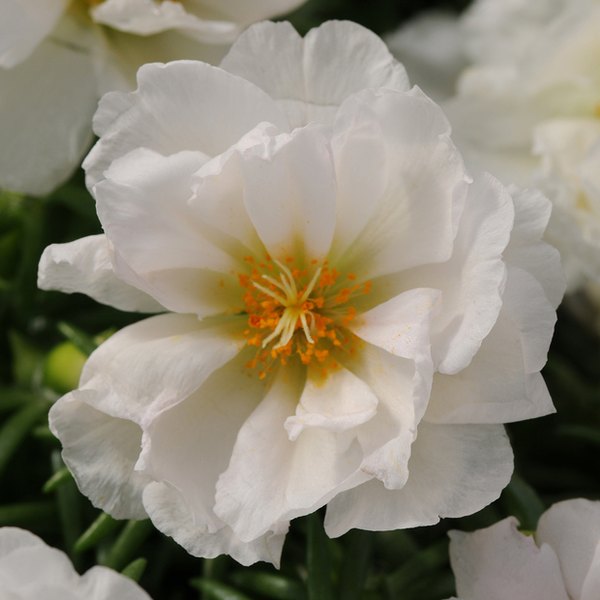 Happy Hour Portulaca