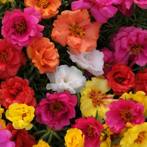 Mix Happy Hour Portulaca