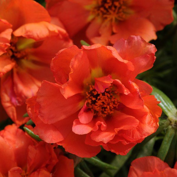 Orange Happy Hour Portulaca