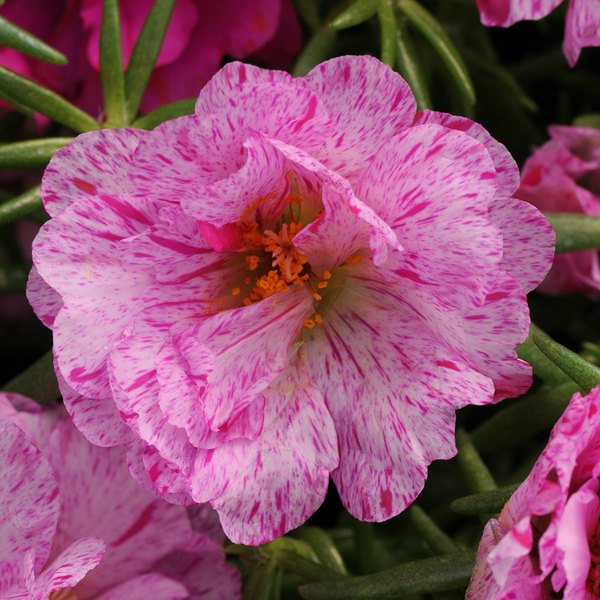 Peppermint Happy Hour Portulaca