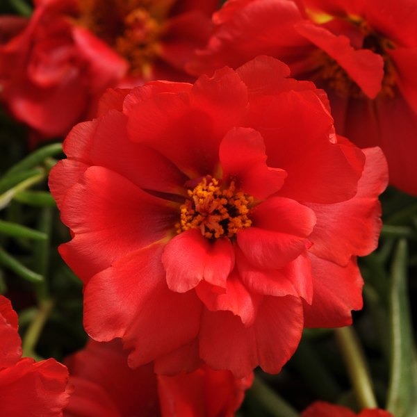 Red Happy Hour Portulaca