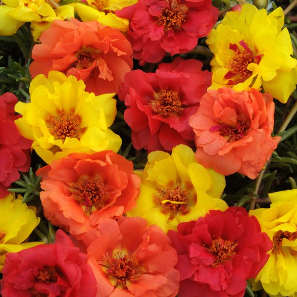 Tropical Mix Happy Hour Portulaca