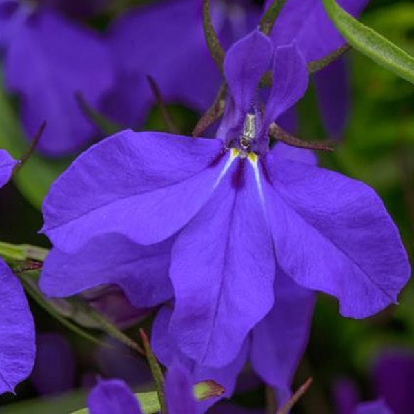 Heatopia Lobelia