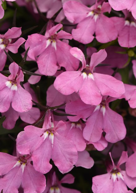Heatopia Lobelia