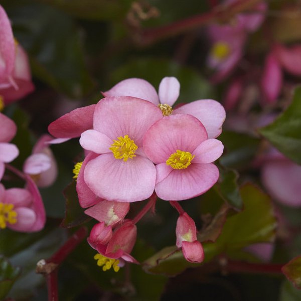 Hula Trailing Begonia
