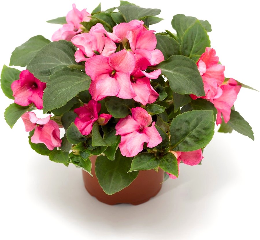 Imara Impatiens