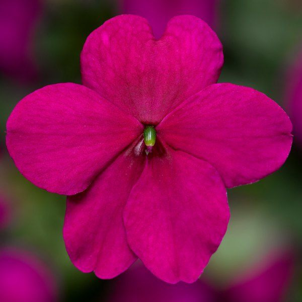 Purple Imara Impatiens