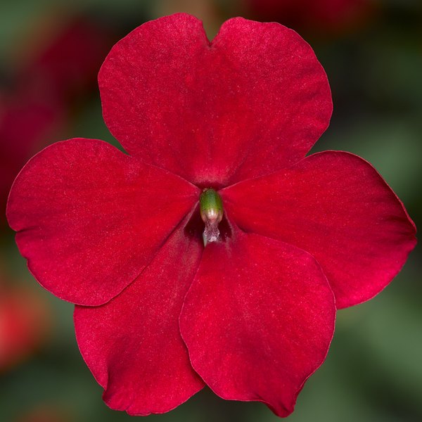 Red Imara Impatiens
