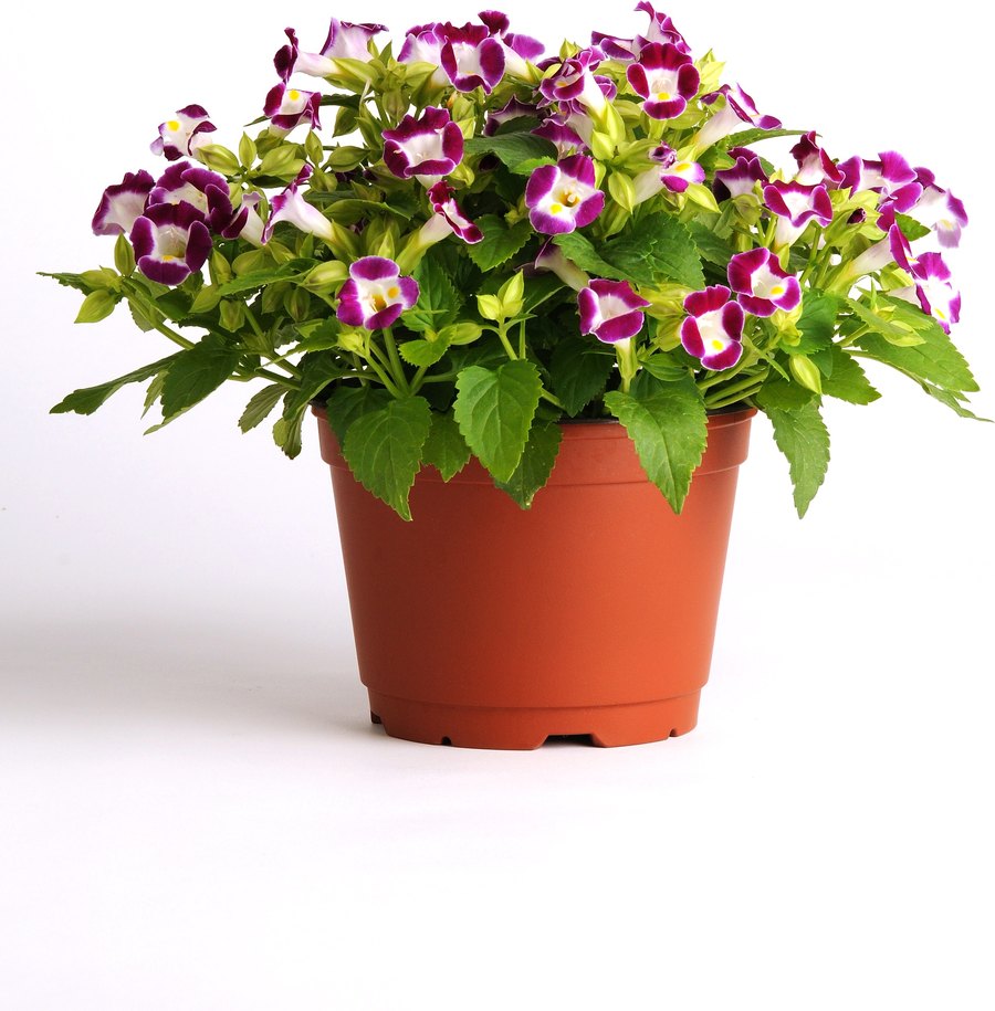 Kauai Torenia