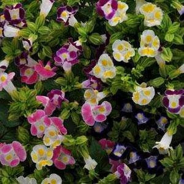 Mix Kauai Torenia