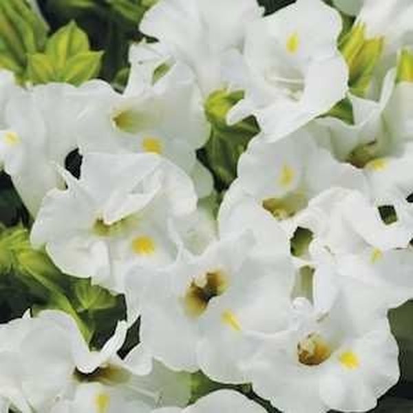White Kauai Torenia