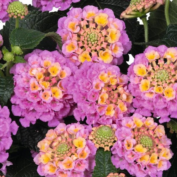 Heartland Blue Lantana