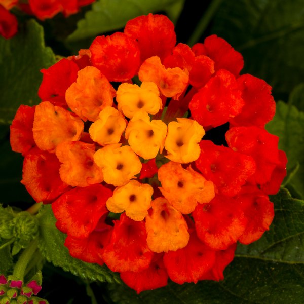 Lantana: Hot Blooded, Blue Moon, and Bandana Landscape