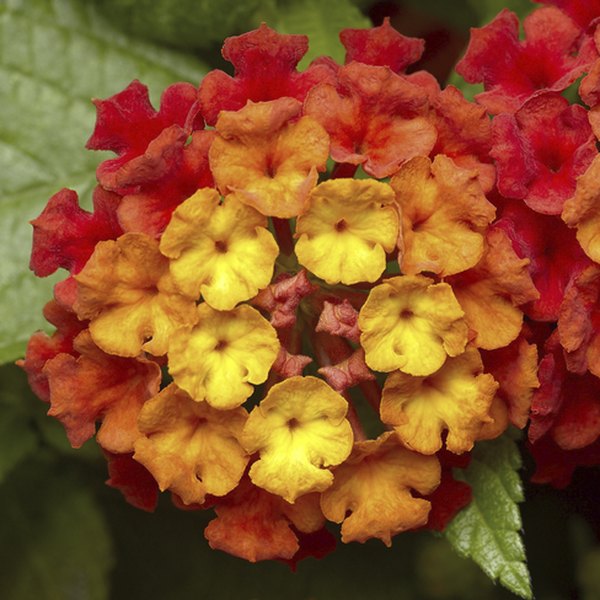 Red Bandana Landscape Lantana