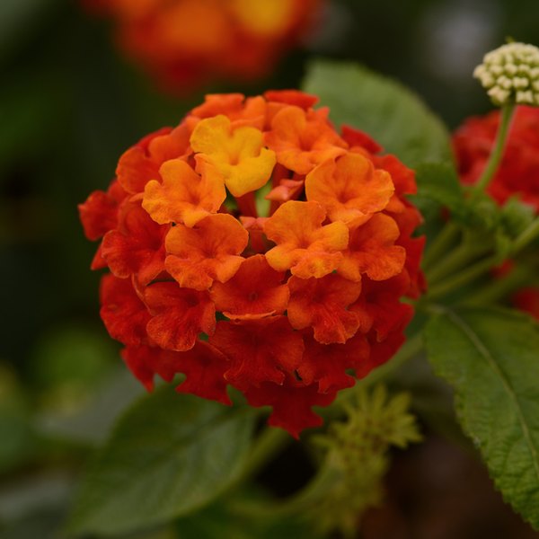 Red Lucky Lantana
