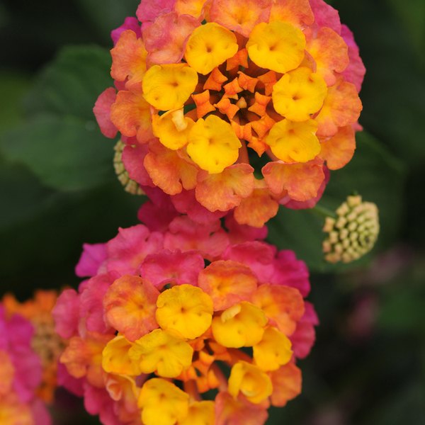 Sunrise Rose Lucky Lantana