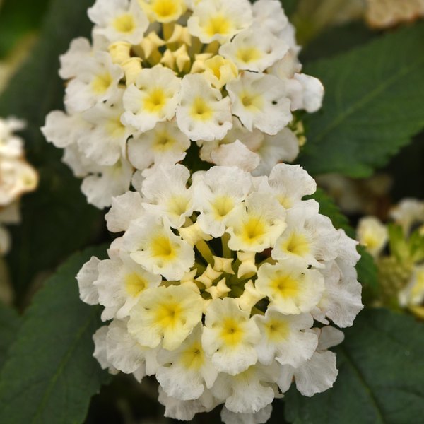 White Lucky Lantana