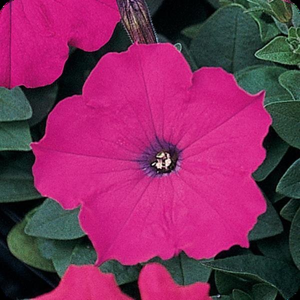 Madness Petunias