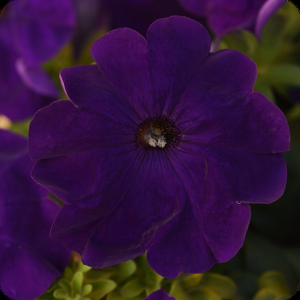 Midnight Madness Petunias