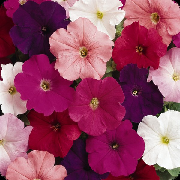 Mix Madness Petunias