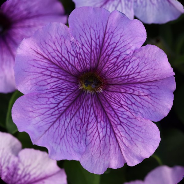 Orchid Madness Petunias