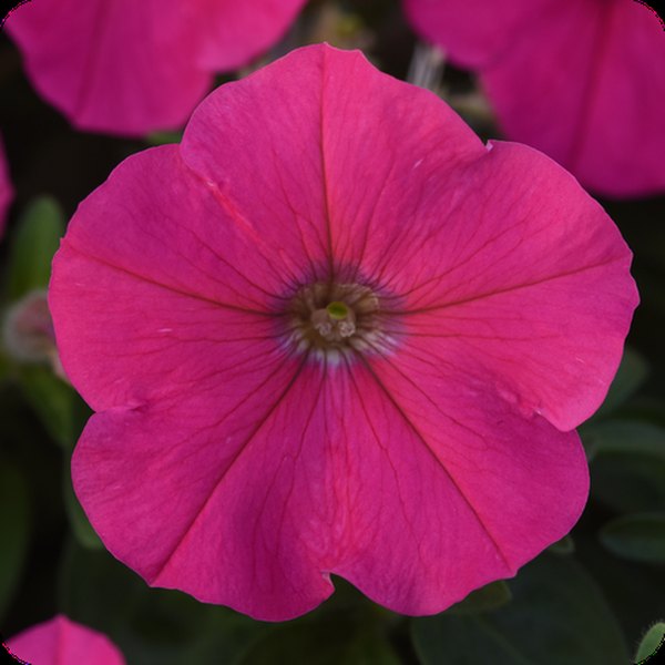 Rose Madness Petunias