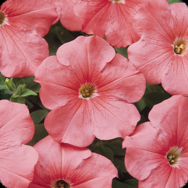 Simply 'Salmon' Madness Petunias