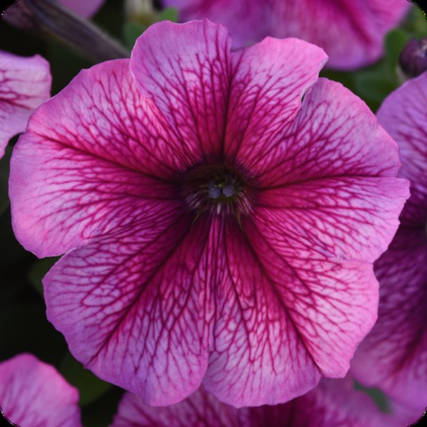 Sugar Madness Petunias