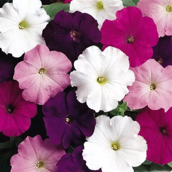 Waterfall Mix Madness Petunias
