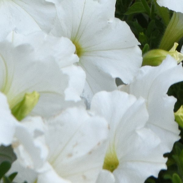 White Madness Petunias